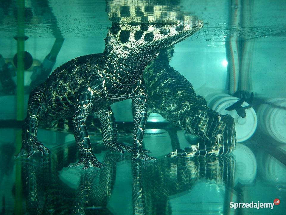 Młode Krokodyle krótkopyskie Osteolaemus