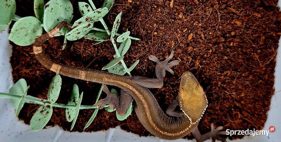 Gekon paskowany gekonki Wołomin sprzedam