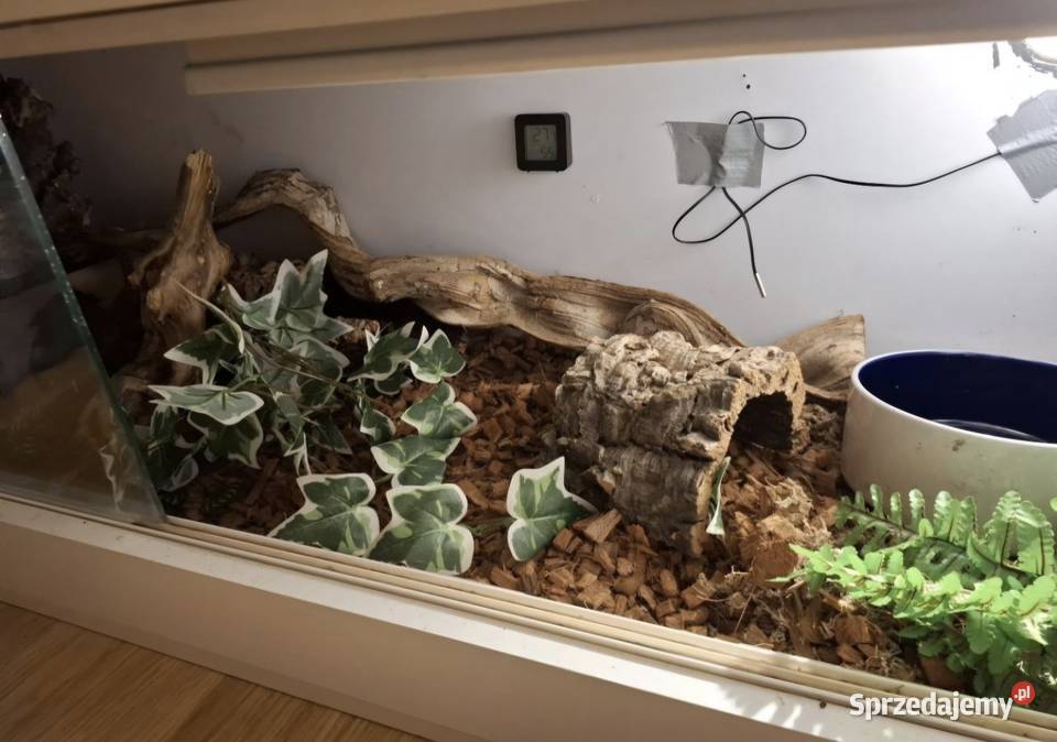 Terrarium 120x40x40 wyposażone weza i innych Terrarystyka sprzedam