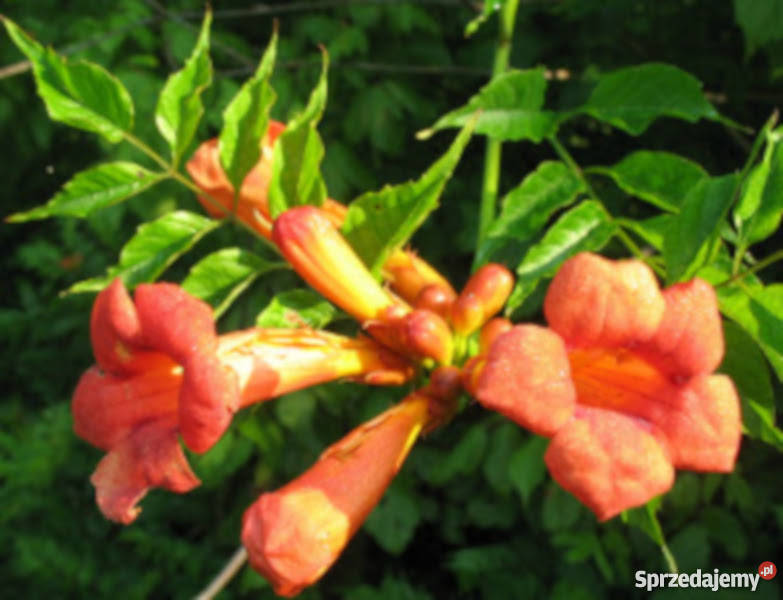 MILIN AMERYKAŃSKI sadzonki w doniczkach PROMOCJA Ustronie