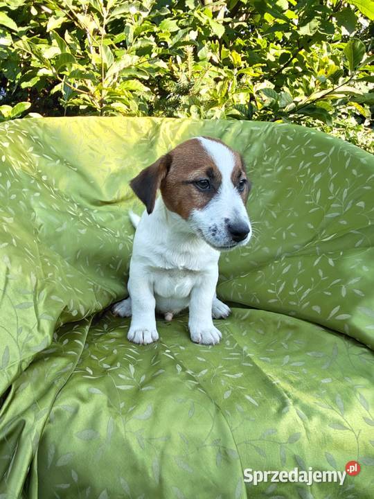 Wzorcowy Jack Russell terrier Doskonała budowa