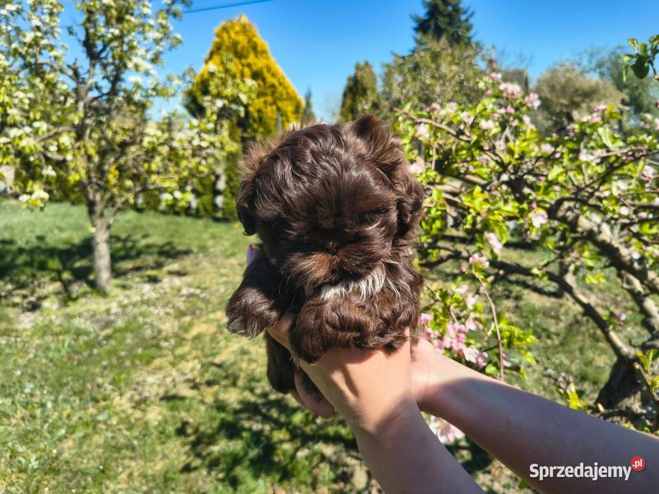 Shihtzu Shih TZU Choco Czekoladowy