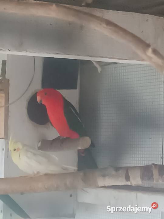 Szkarłatka Królewska Samiec Ptaki Grudziądz