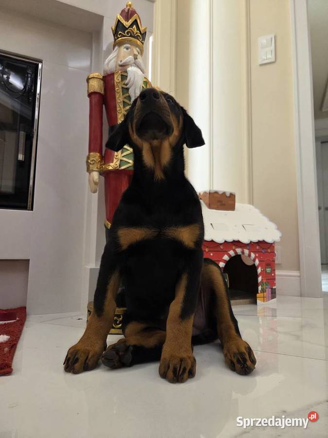 Sprzedam sunie rasy Doberman Panieńszczyzna