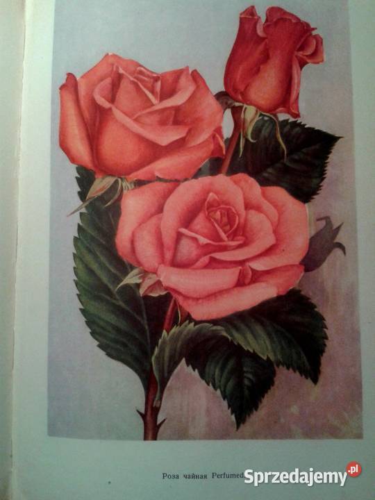 Kwiaciarstwo książka z czasów Stalina Kraków