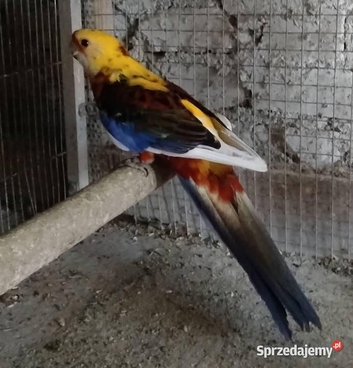 Rozele królewskie śląskie