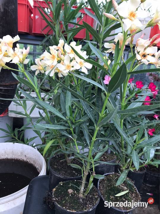 Oleandre kwitnące Rośliny Brzeźnica