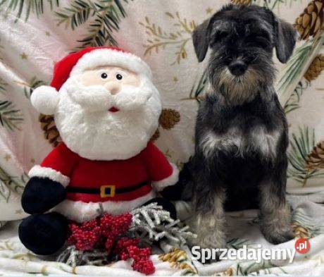 Sznaucer miniaturowy