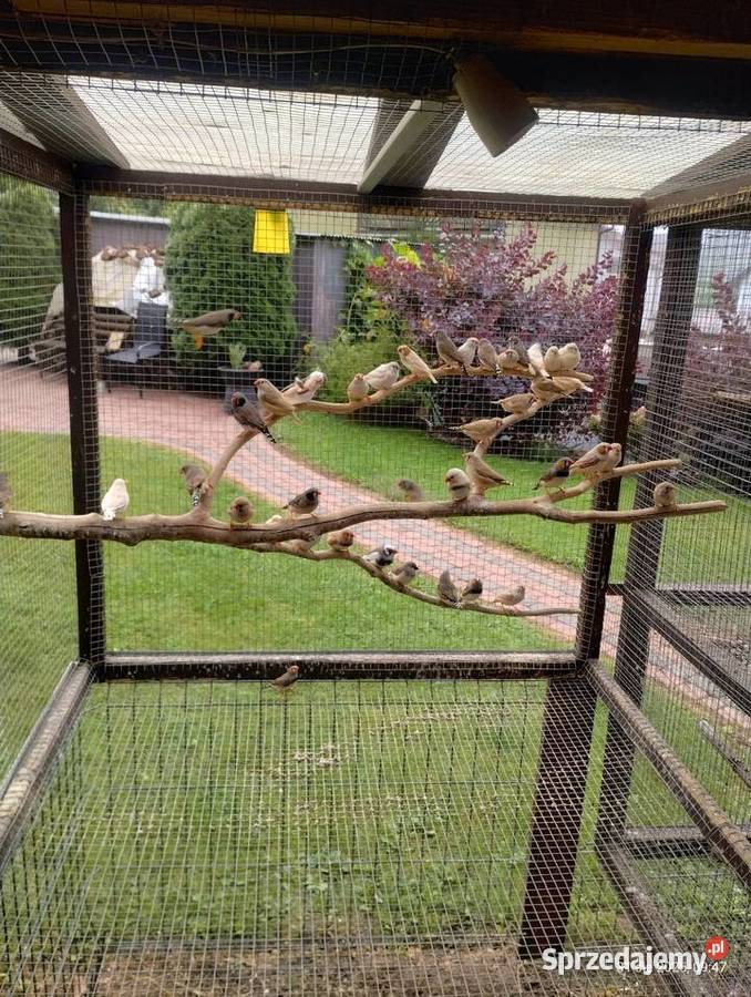 Zeberki młode Kościerzyna