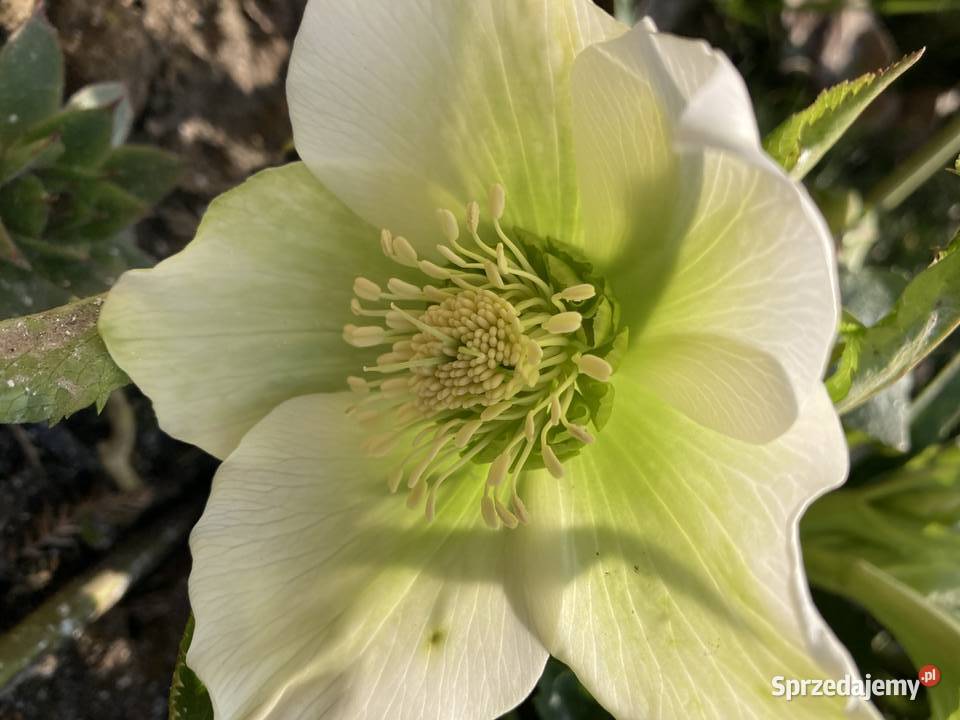 Ciemiernik Helleborus Niger Biały doniczka lubelskie Lublin
