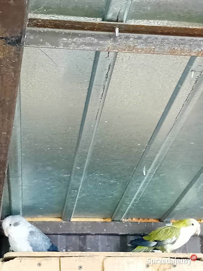 Papugi mńichy Ptaki Siedlce