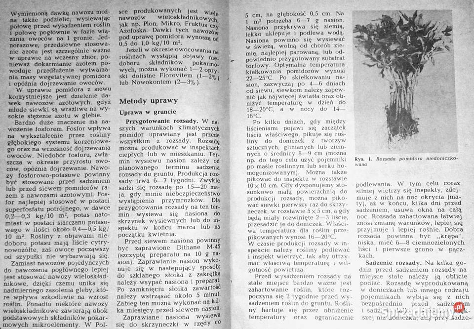 Warzywa o soczystych owocach Stanisław miękka lubelskie