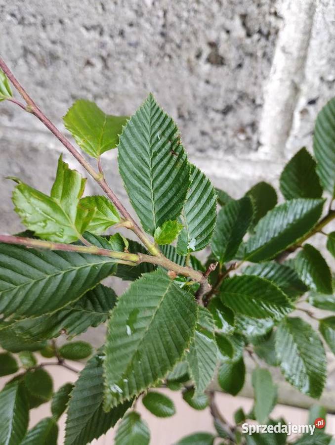 Grab pospolity sadzonki 100 w doniczkach Buczków