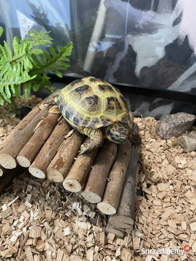 Źółw stepowy Lesznowola