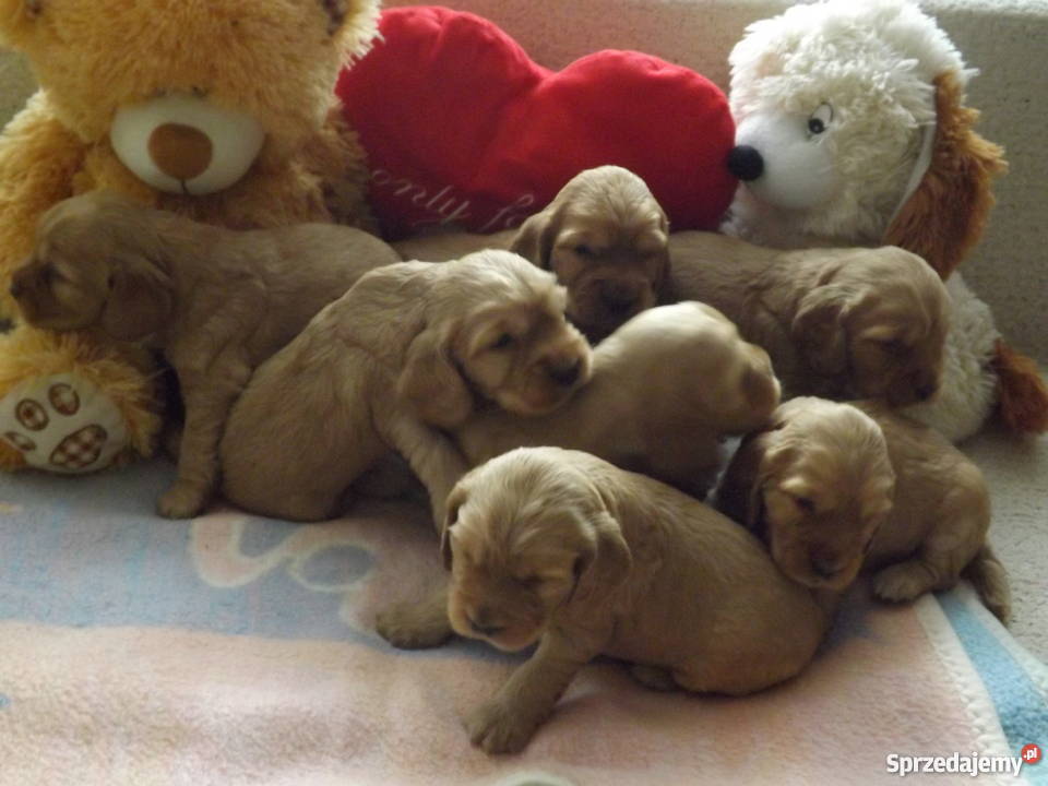 sprzedam spaniela Płońsk