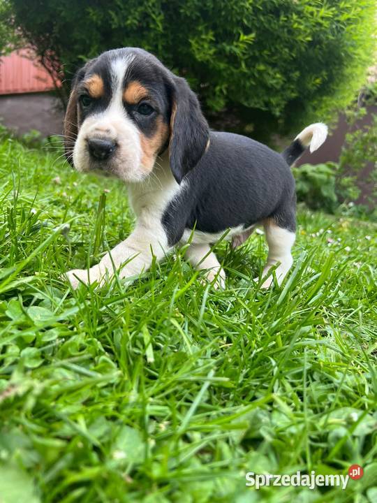 Szczeniaki rasy Beagle