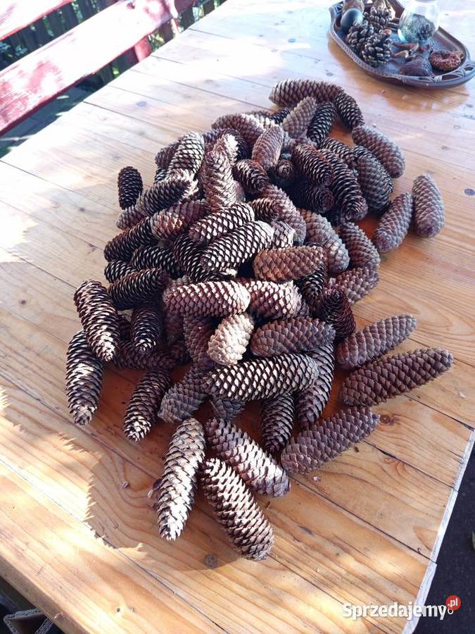 Szyszki Świerkowe Nakło nad Notecią