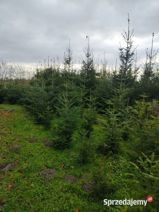 Choinki świąteczne i do ogrodu Jabłonowo-Zamek