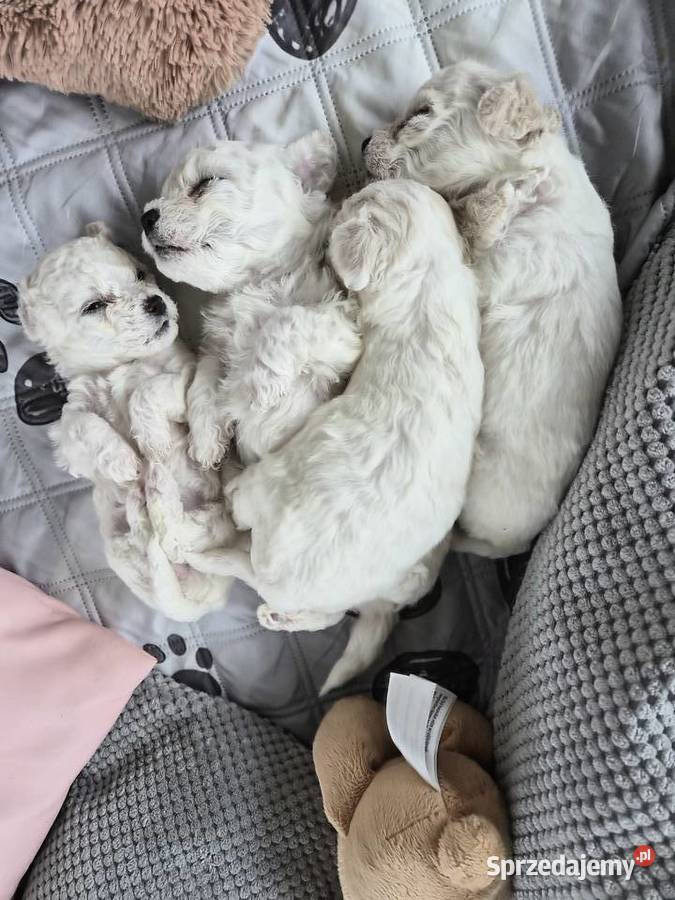 Szczeniaczki Bichon Frise