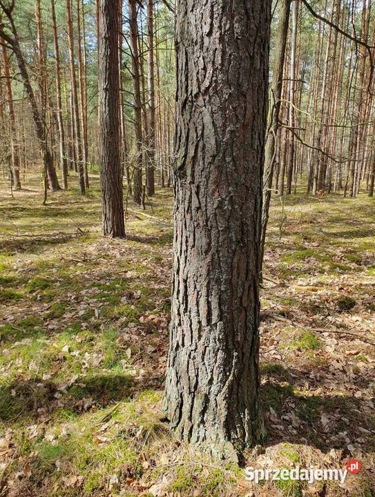 Dzialka leśna rolna 9m Rakszawa