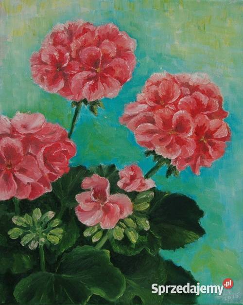 Obraz olejny Pelargonie Lublin