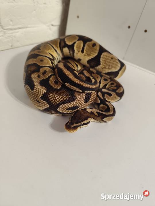 Pytony Królewskie dorosła para