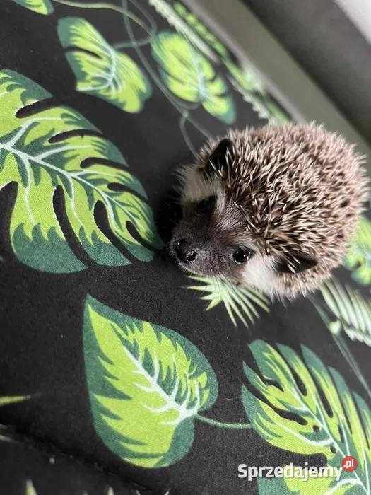Jeż pigmejski Samczyk słodki ciekawski Makowiec
