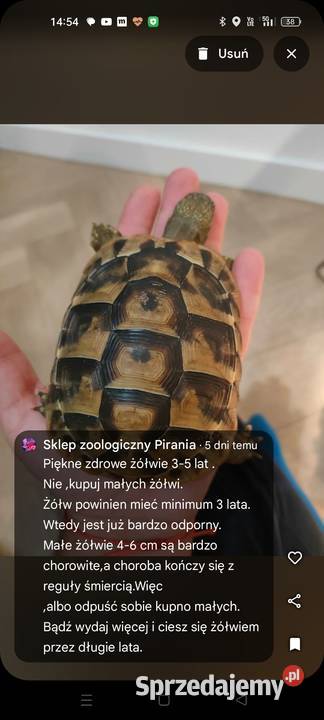 Żółw Grecki Zółw Lądowy Olsztyn