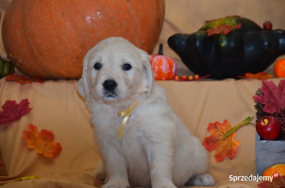 Szczenięta Golden retriever zkwp FCi Łochów
