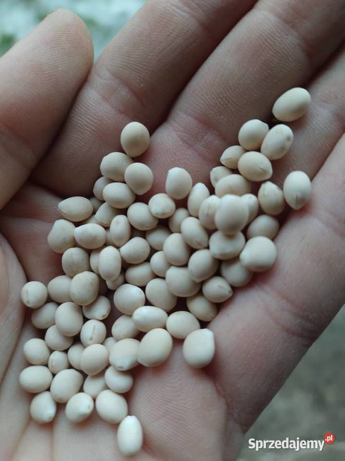 Łubin gorzki wąskolistny oskar Julianów