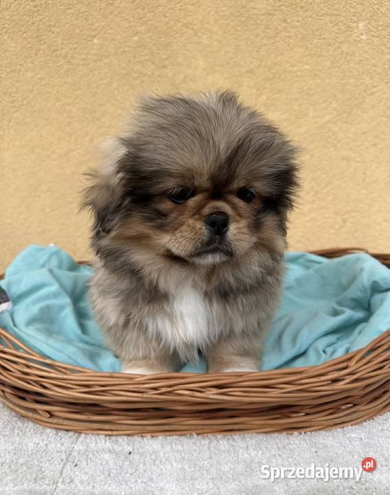 Pekińczyk szczeniak sunia Jedlińsk