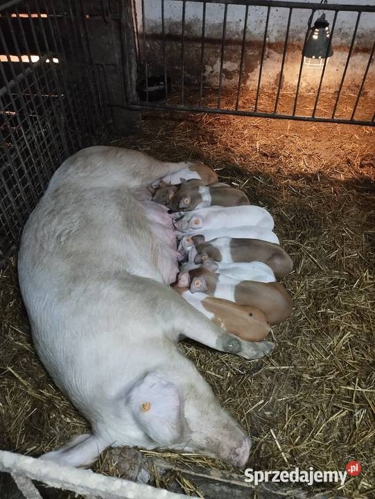 Sprzedam prosiaki sprzedam