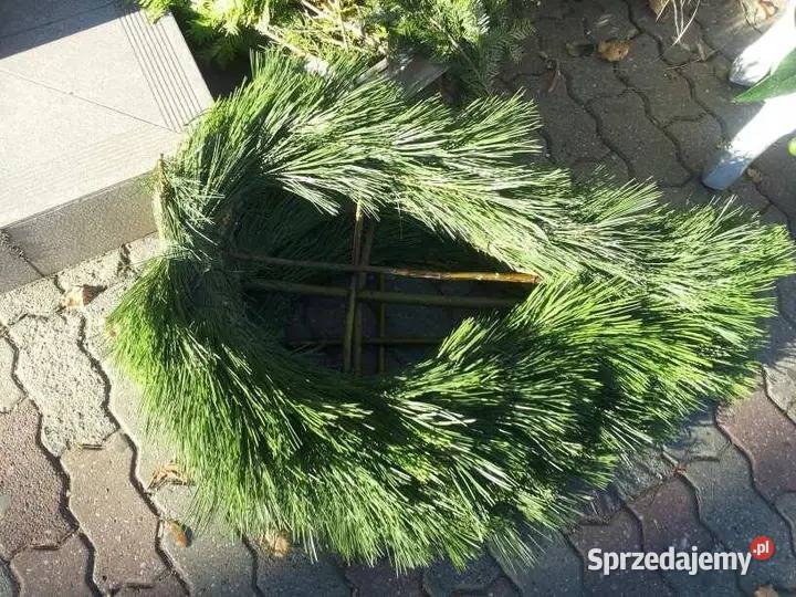 Podkłady pod wieńce pogrzebowe żywe sosnaświerk Gorzów Wielkopolski