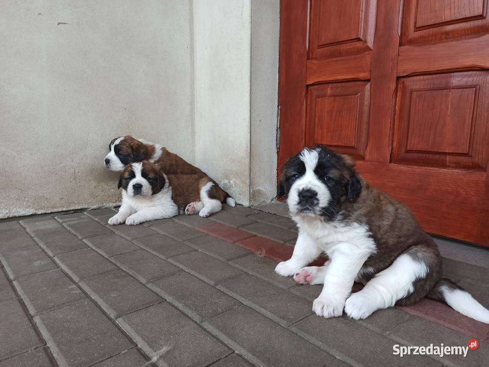Szczeniaki bernardyn sprzedam