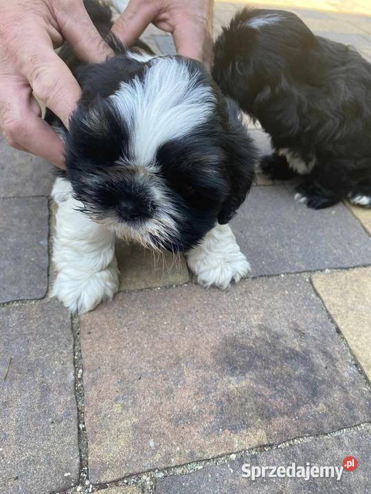 szczeniaczki shih tzu Brody Duże