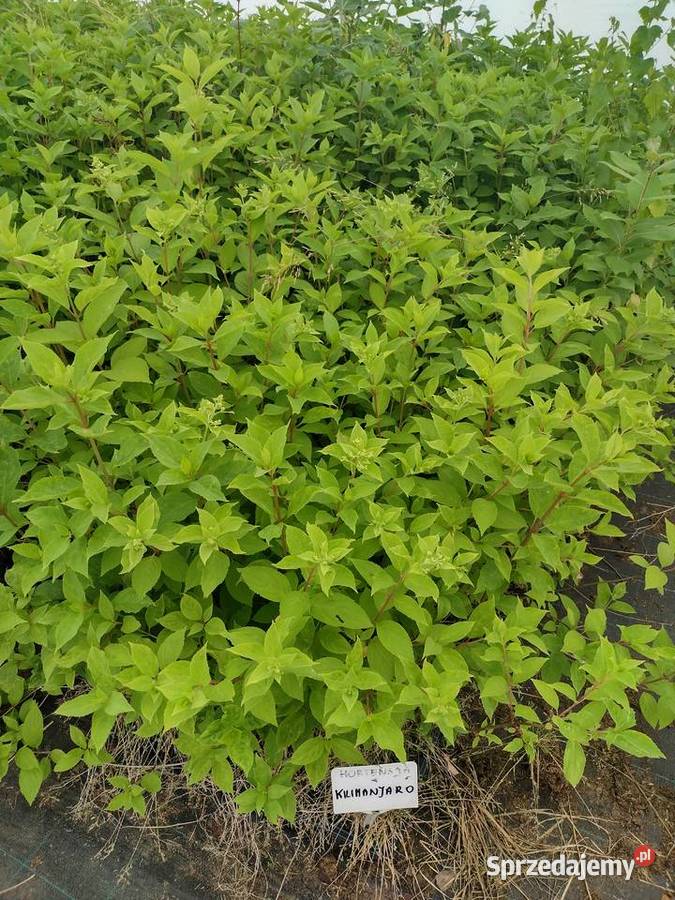 Hortensje bukietowe SADZONKI dolnośląskie Wrocław