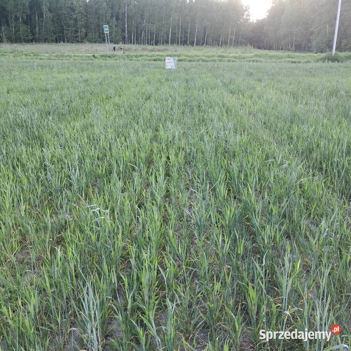 Sprzedam działkę budowlaną wielkopolskie