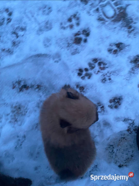 Pomeranian szpic miniaturowy świętokrzyskie Pawłów