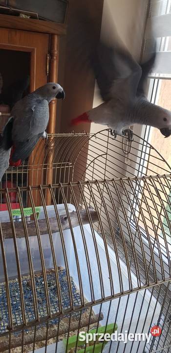 Żako kongijskie Łowęcin