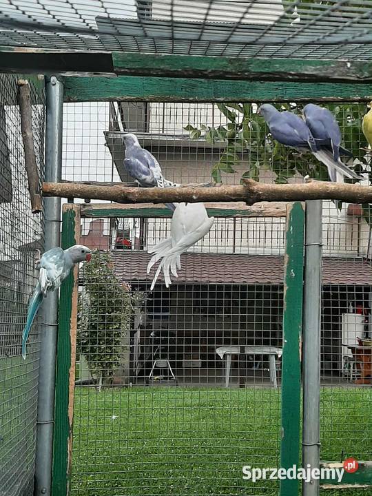 Aleksandretty obrożne różne mutacje Skała