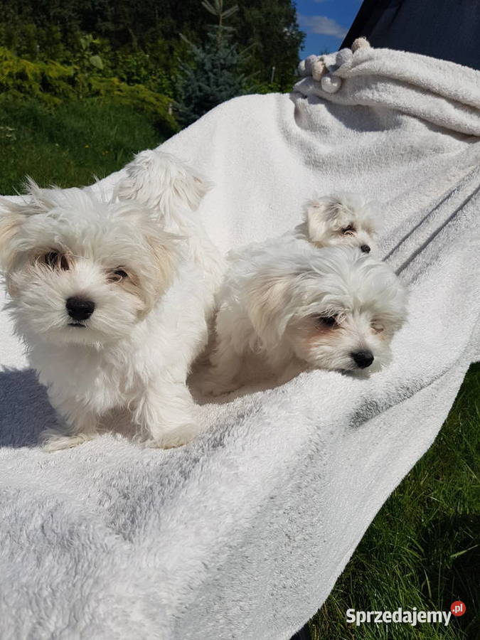 urocze maltańczyki Aleksandrów Łódzki sprzedam