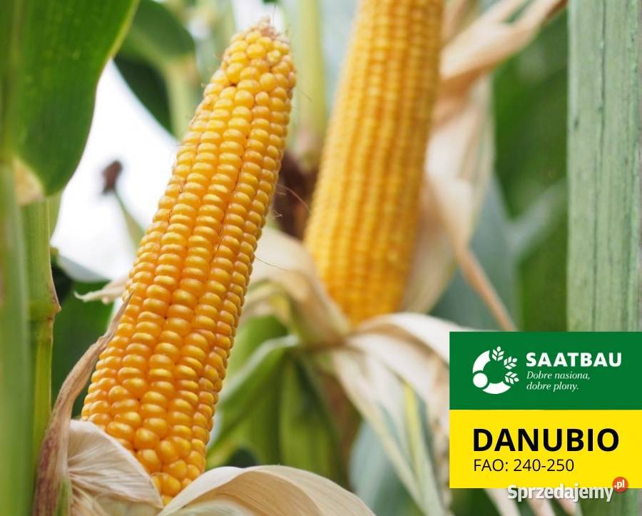 Materiał siewny kukurydza Danubio FAO 240250 Zboża Olsztyn
