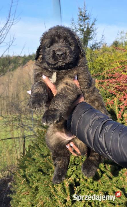 Leonberger suczki po Championach ( FCI) Andrychów