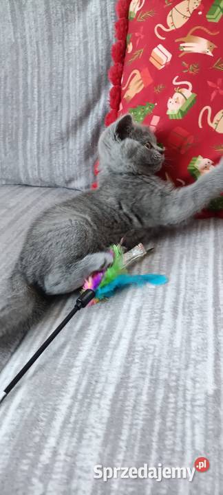 Kotka Brytyjska krótkowłosa niebieska Limonka mazowieckie Brwinów