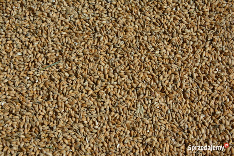 Pszenżyto Ozime 2025 Godowa sprzedam