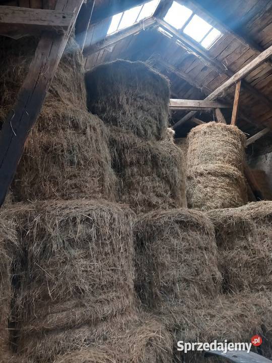 Siano w belach ze stodoły Trawy, słoma kujawsko-pomorskie Jasin