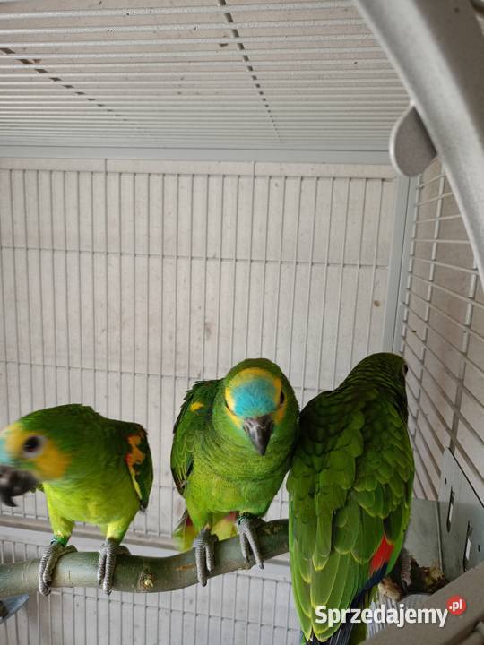 Sprzedam Amazonki Niebieskoczelne Ptaki sprzedam