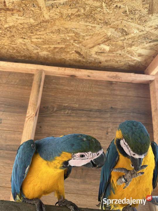 Sprzedam ara ararauna do sprzedania 6000 samica Zawonia