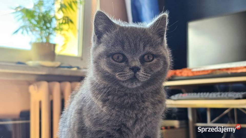 Kotek szuka domku Walim sprzedam