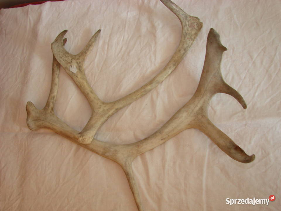 poroże Pruszcz Gdański